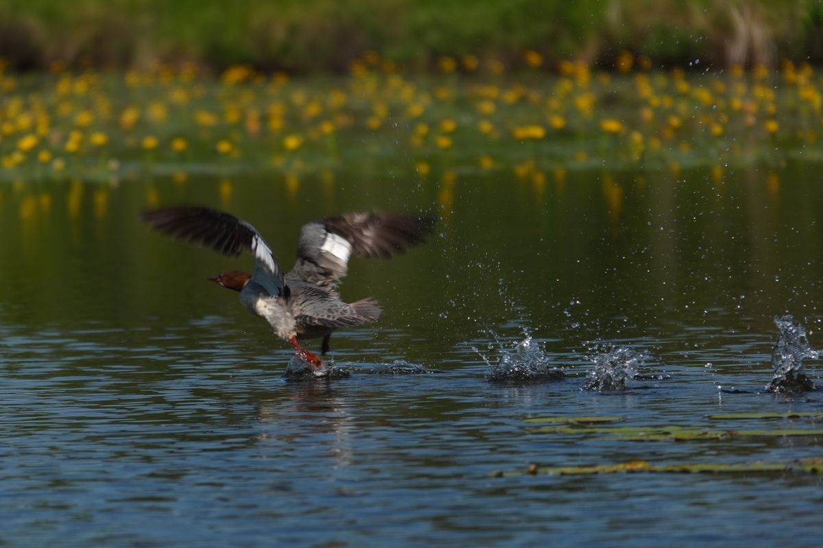Sample images shot with the Sony RX10 V