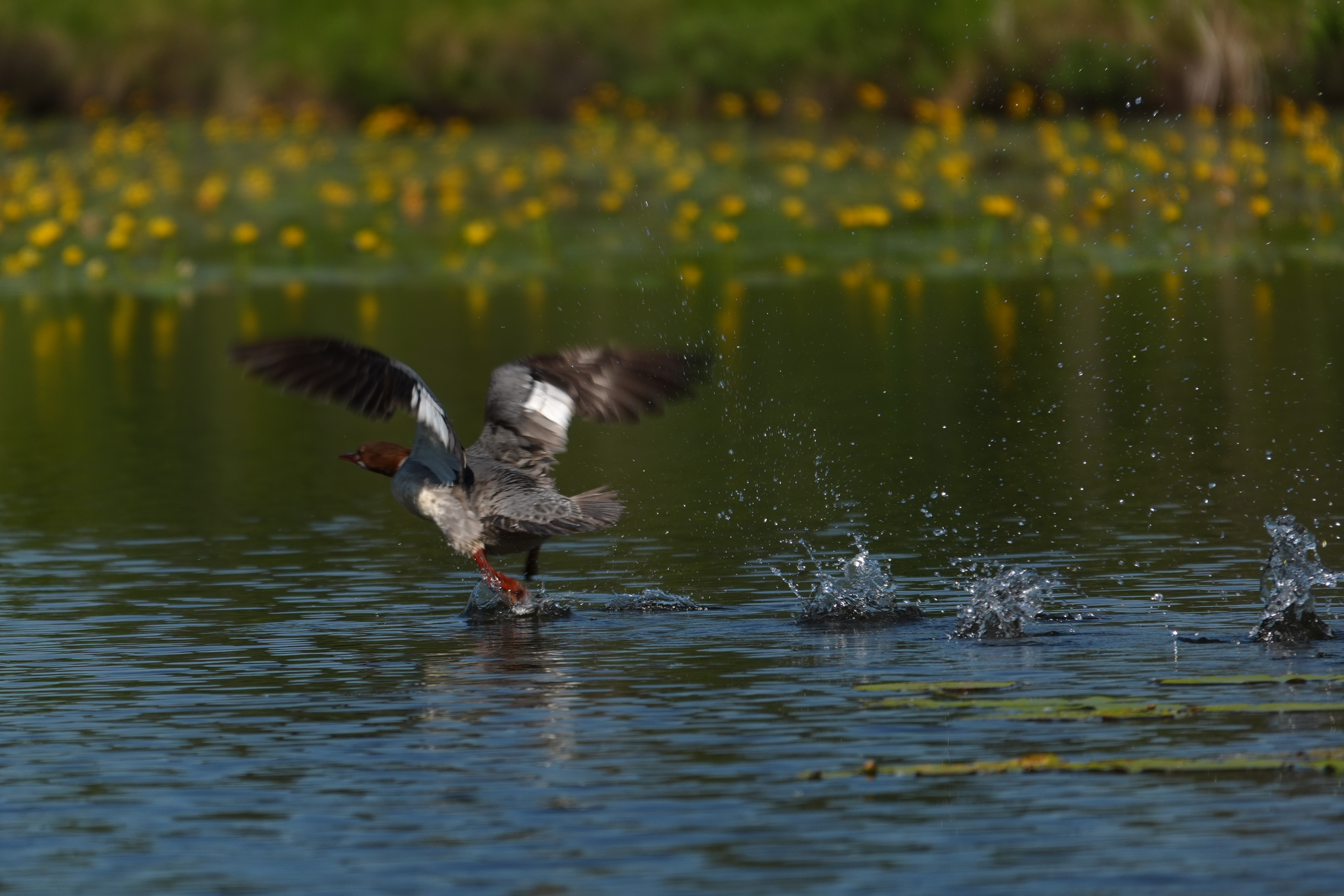 Sample images shot with the Sony RX10 V