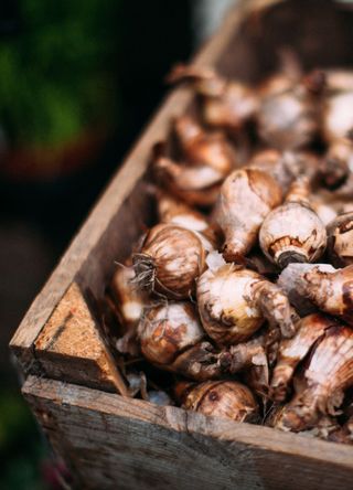 picture of daffodil bulbs in a wooden box