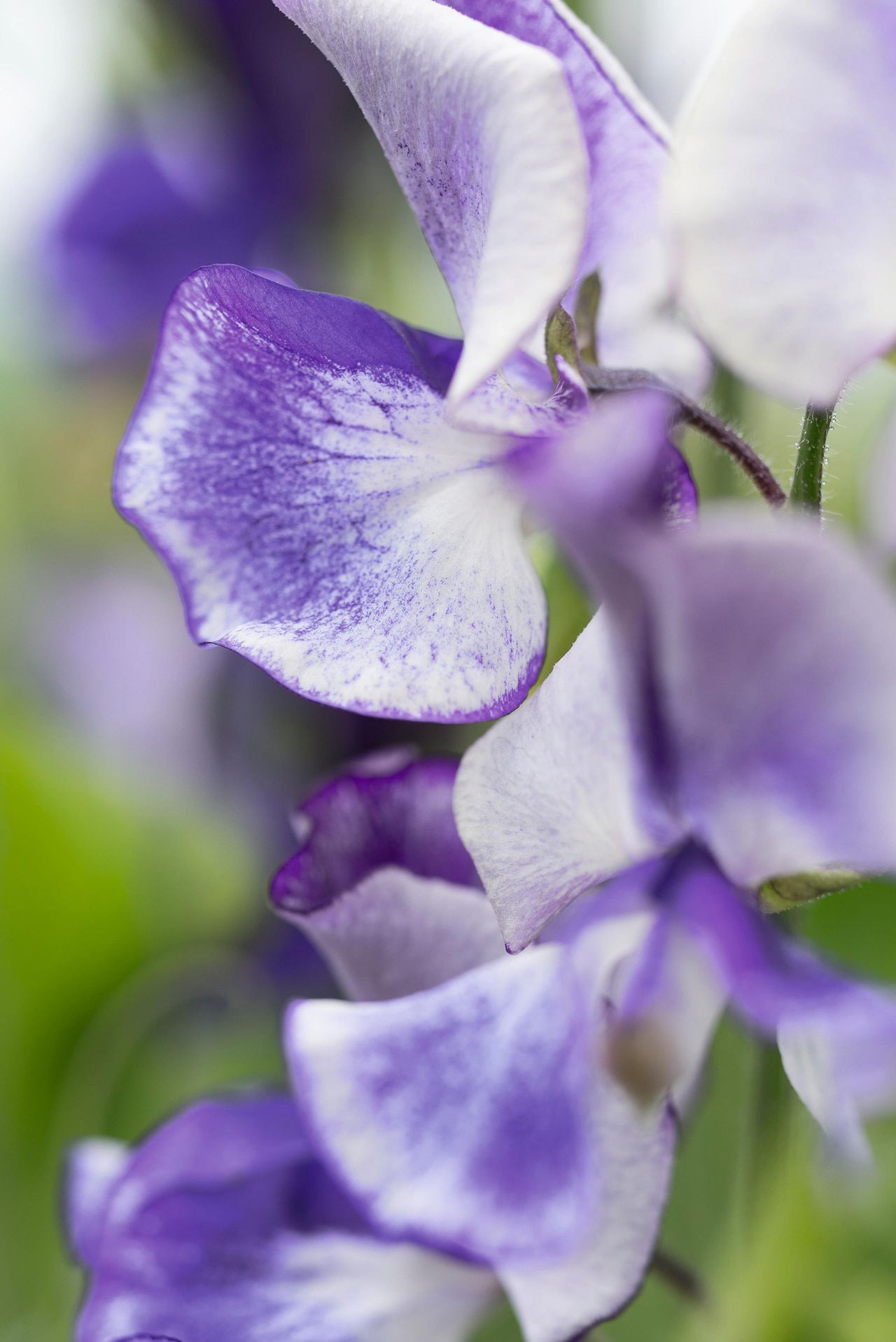 Sweet peas