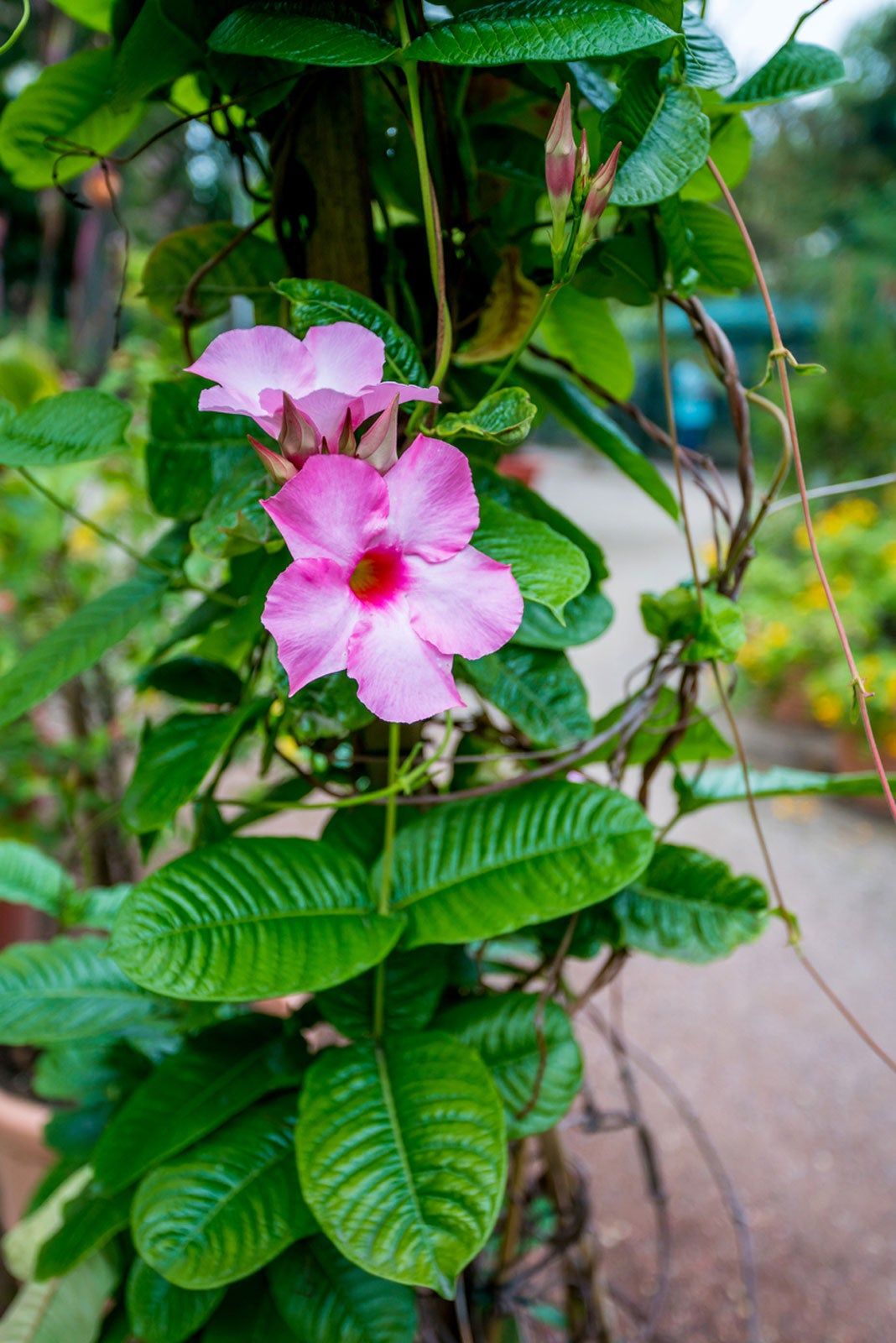 Flowers On Mandevilla Vine