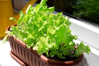 lettuce growing in a trough