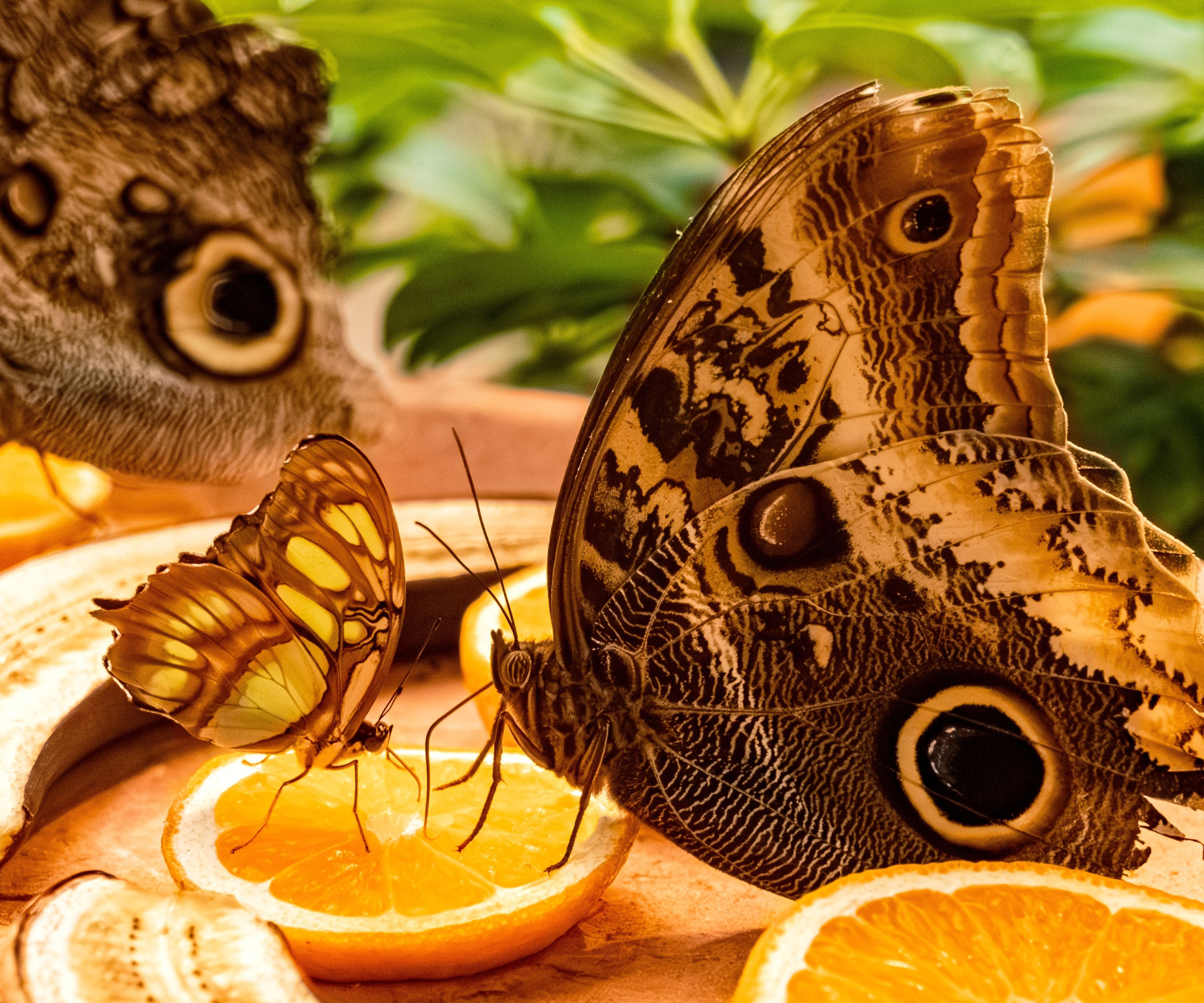 butterflies feeding on dish of rotting bananas and orange slices in garden