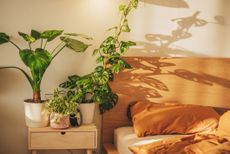 Bedroom with some of plants to help with sleep, with orange bedding