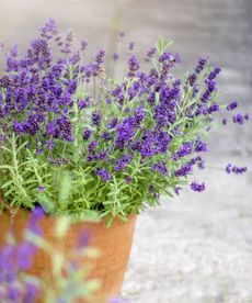 Close-up image of beautiful summer flowering, Lavender, purple flowers in Terracotta pots