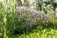 Thymus vulgaris. Credit: Getty Images