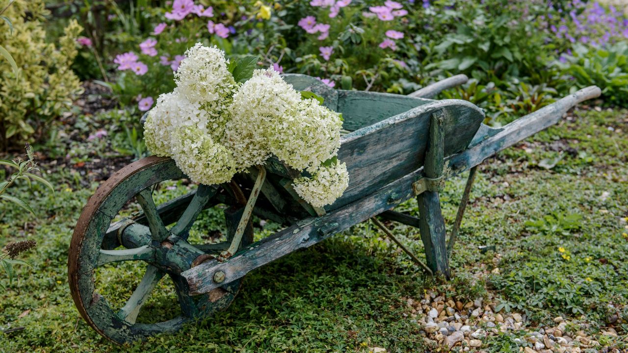 Garden with a wheelbarrow full of hydrangeas