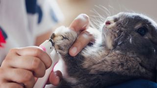 Rabbit getting nails trimmed