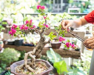 Pruning bougainvillea bonsai tree