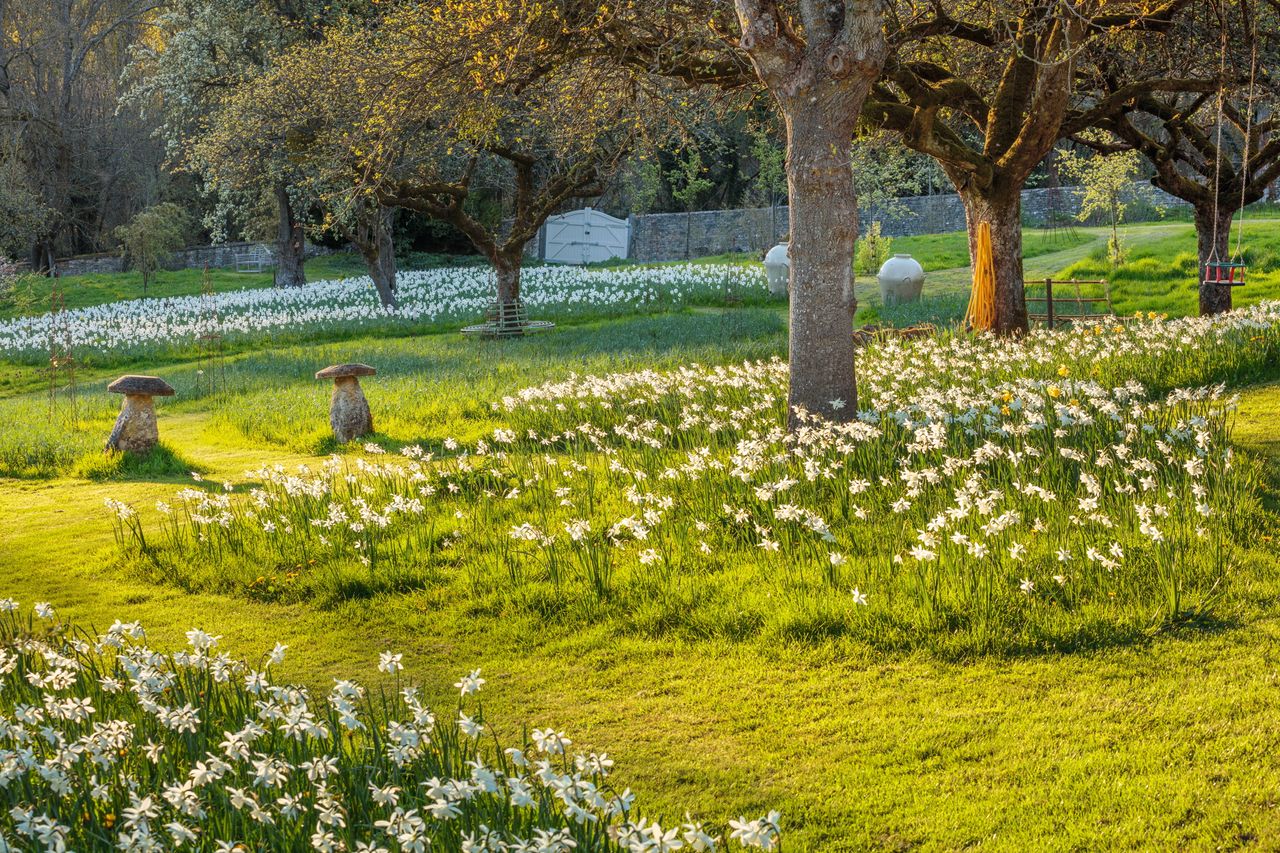 Sweeping lawns are planted with a happy profusion of bulbs and spring flowers.