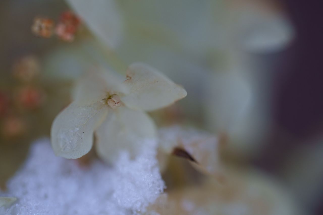 A snowy fall photograph taken with the Sony FE 100mm f/2.8 Macro GM OSS