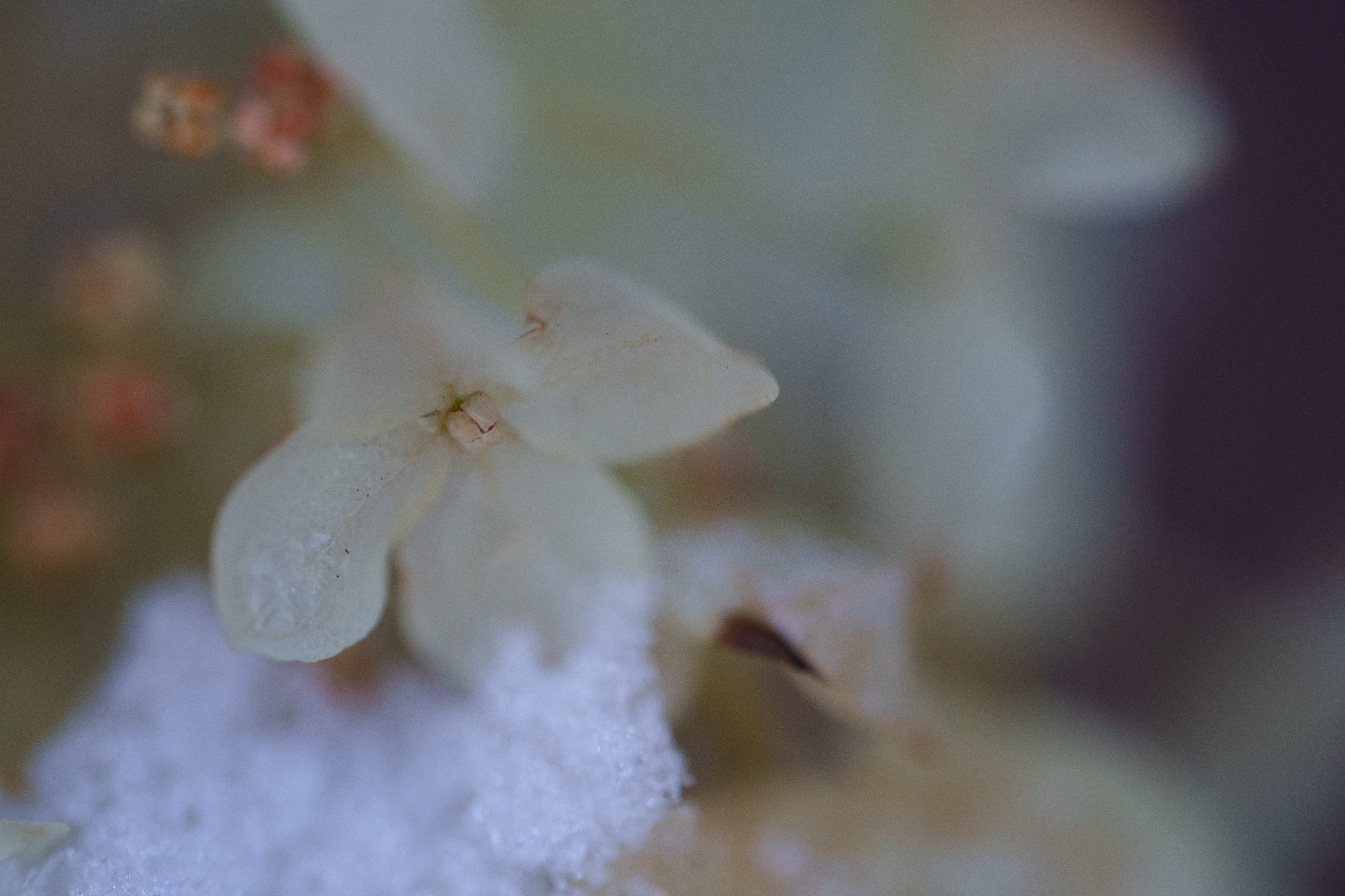 A snowy fall photograph taken with the Sony FE 100mm f/2.8 Macro GM OSS