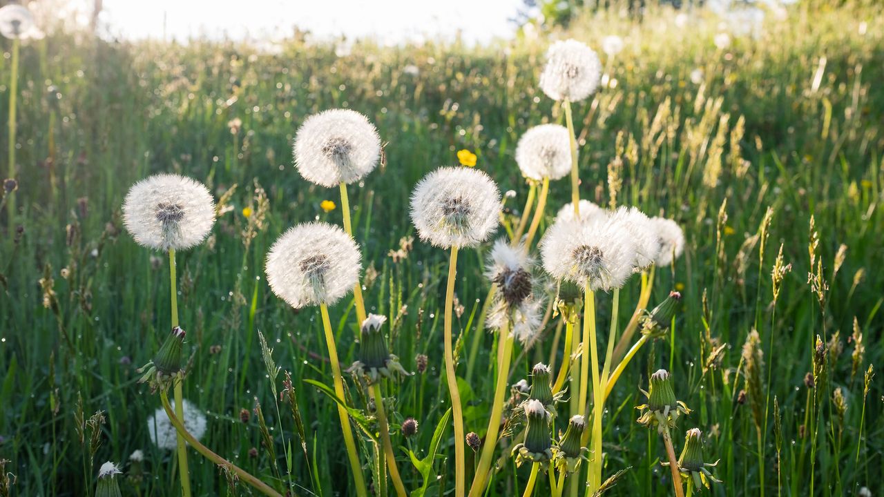 dandelion seed heads in sunlight