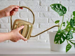 Watering Monstera adansonii houseplant with a small metal watering can