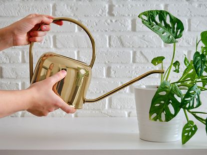 Watering Monstera adansonii houseplant with a small metal watering can
