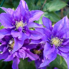 Spectacular display of clematis blooms in parks of Toronto.