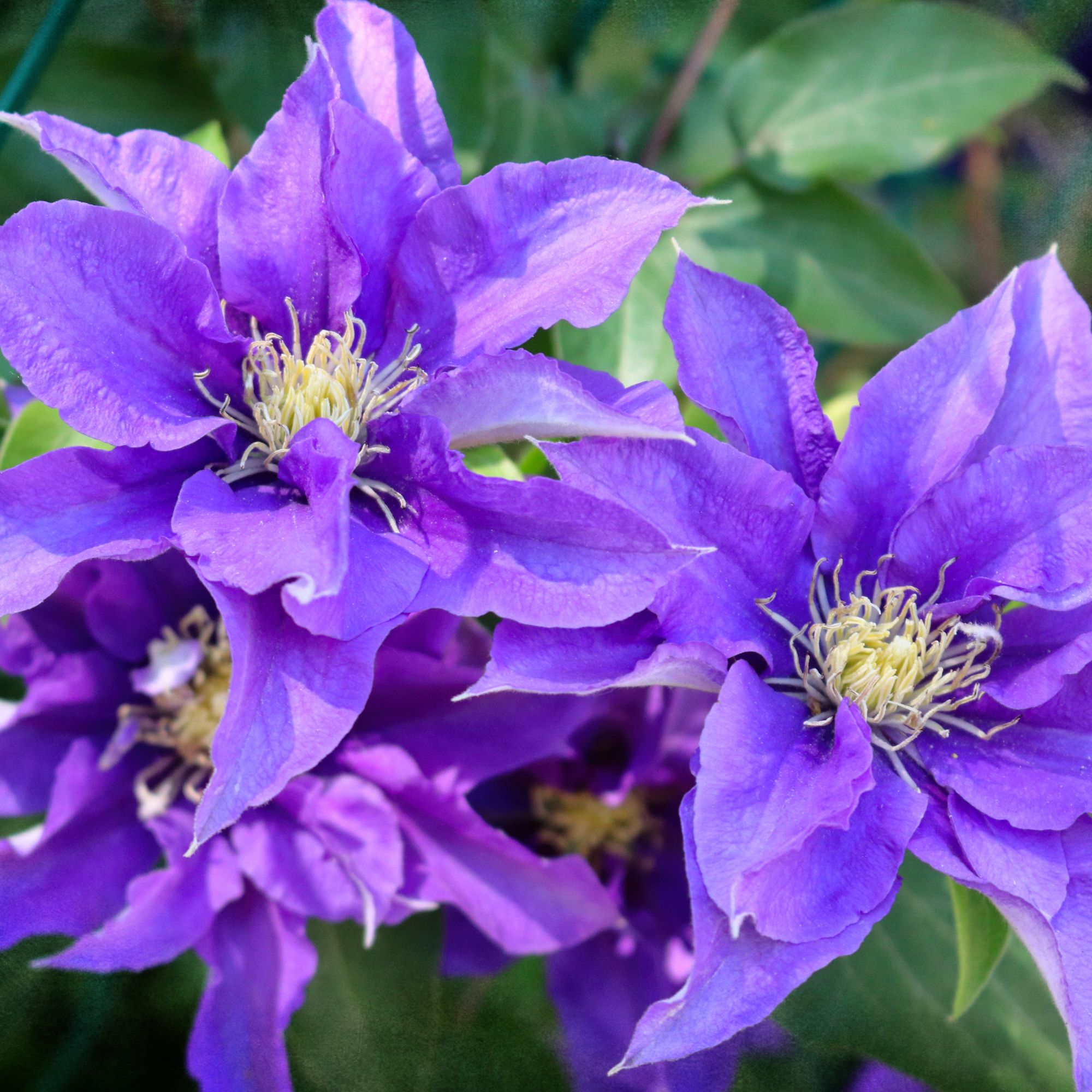 Spectacular display of clematis blooms in parks of Toronto.