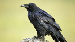 A common raven sits on a rock against a natural yellow background.