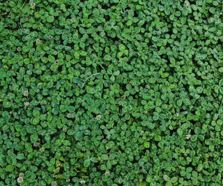 Thousands of spring clover lawn