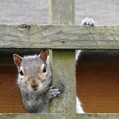 An adorable shot of a grey squirrel peeking through a wooden fence and looking directly at the camera.