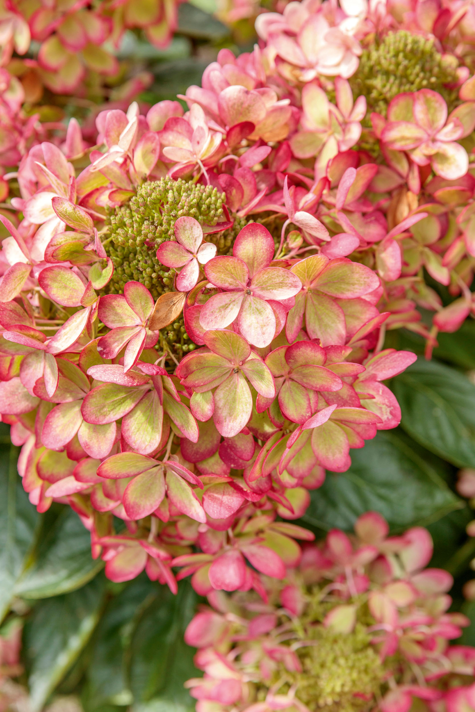 Hydrangeas at RHS Bridgewater - Hydrangea paniculata Pastelgreen