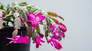 A close-up of a Christmas cactus