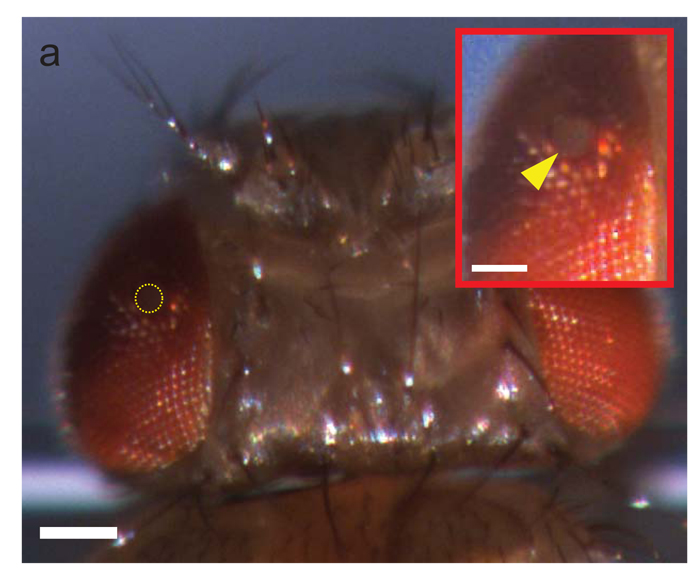 fruit fly brain, laser surgery, brain surgery