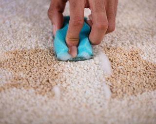 Blue sponge removing stain from beige carpet