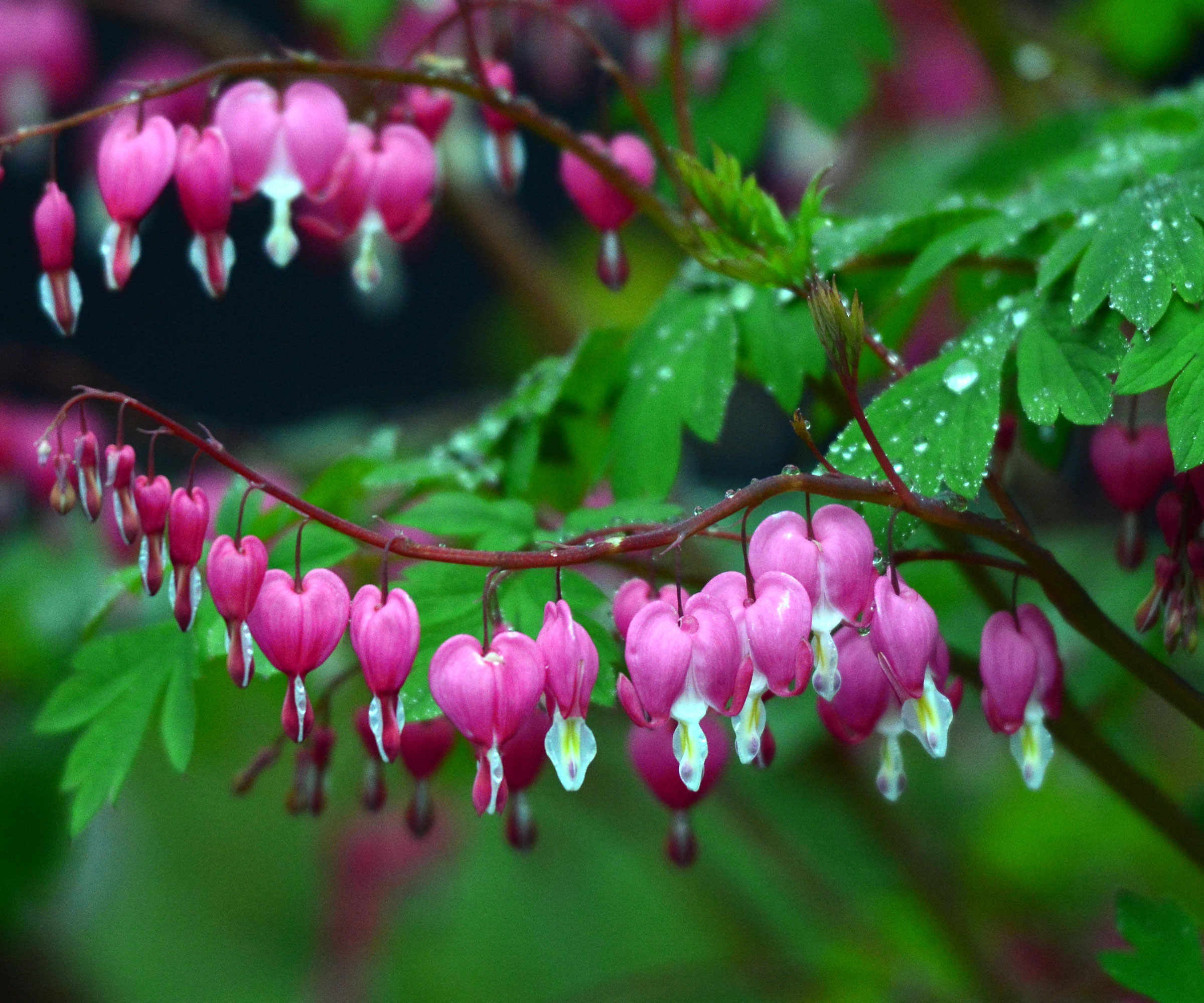 bleeding heart plant with pink and white heart shaped flowers and raindrops on leaves