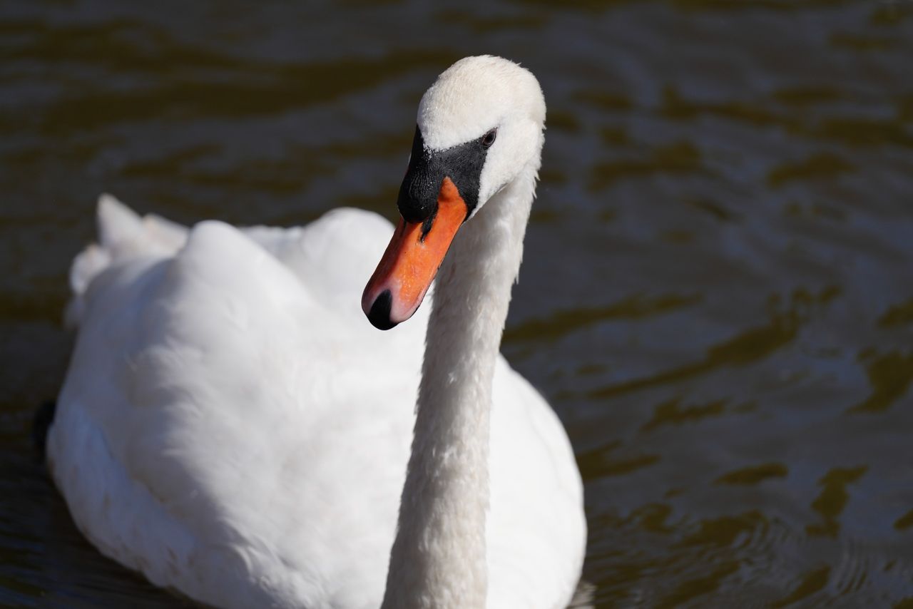 Sony FE 600mm f/6.3 GM OSS sample image