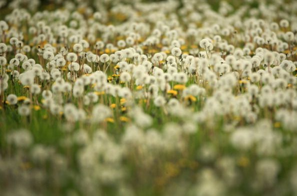 Dandelions