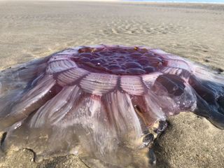 This beautiful and enormous lion mane's jellyfish washed up in New Zealand.