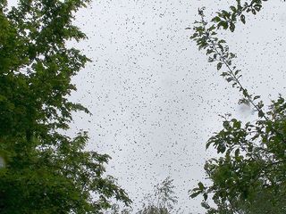 A swarm of honey bees.