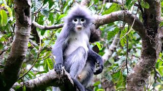 The Popa langur (Trachypithecus popa) is named after the sacred Mount Popa, which holds the largest population of the species with just over 100 animals.