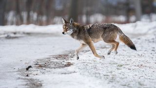An Eastern Coyote, sometimes colloquially referred to as a "coywolf", runs through Toronto's Colonel Samuel Smith Park. Eastern Coyotes crossbred with wolves and domestic dogs many generations ago.