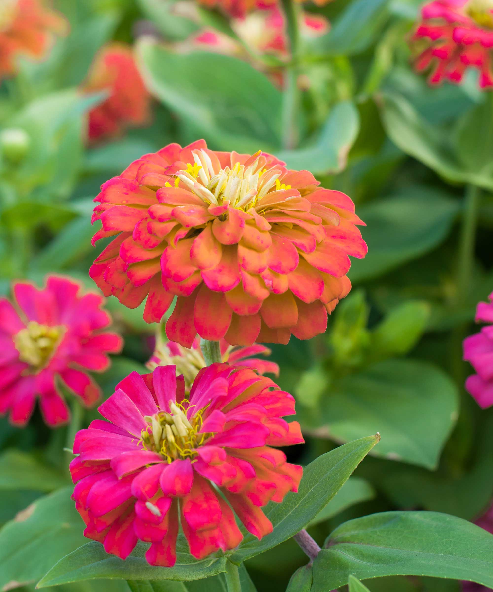 colorful zinnias