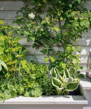 Raised garden bed ideas in pale stone with a climbing rose.