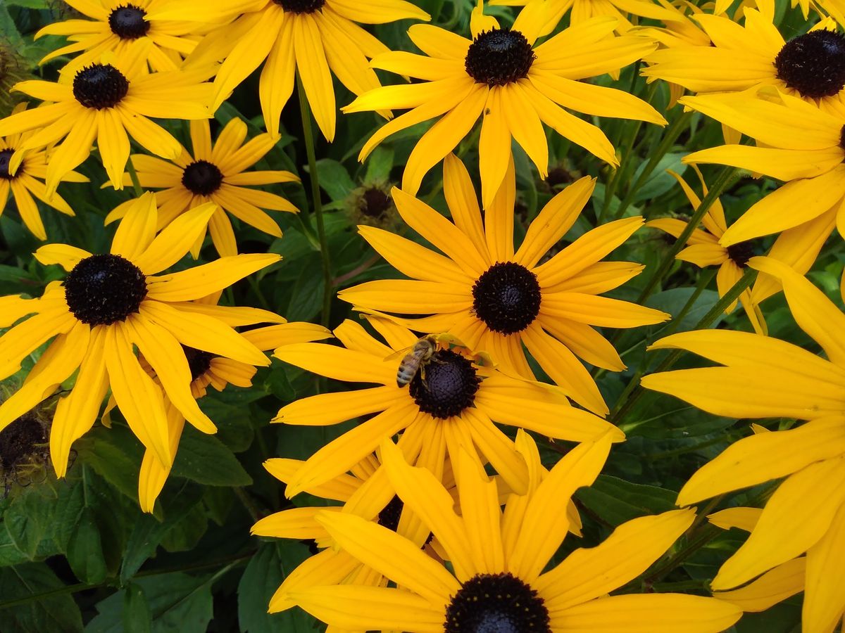 You can capture some really nice balanced shots with the Honor 6A