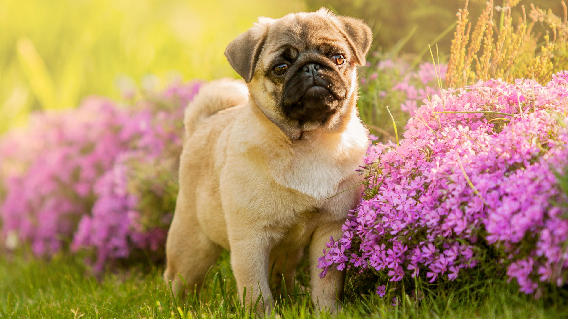 Pug in flower bed