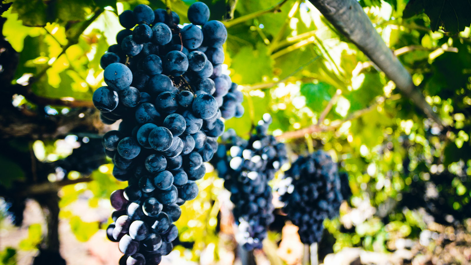Bunches of black grapes growing on vines in the sunshine