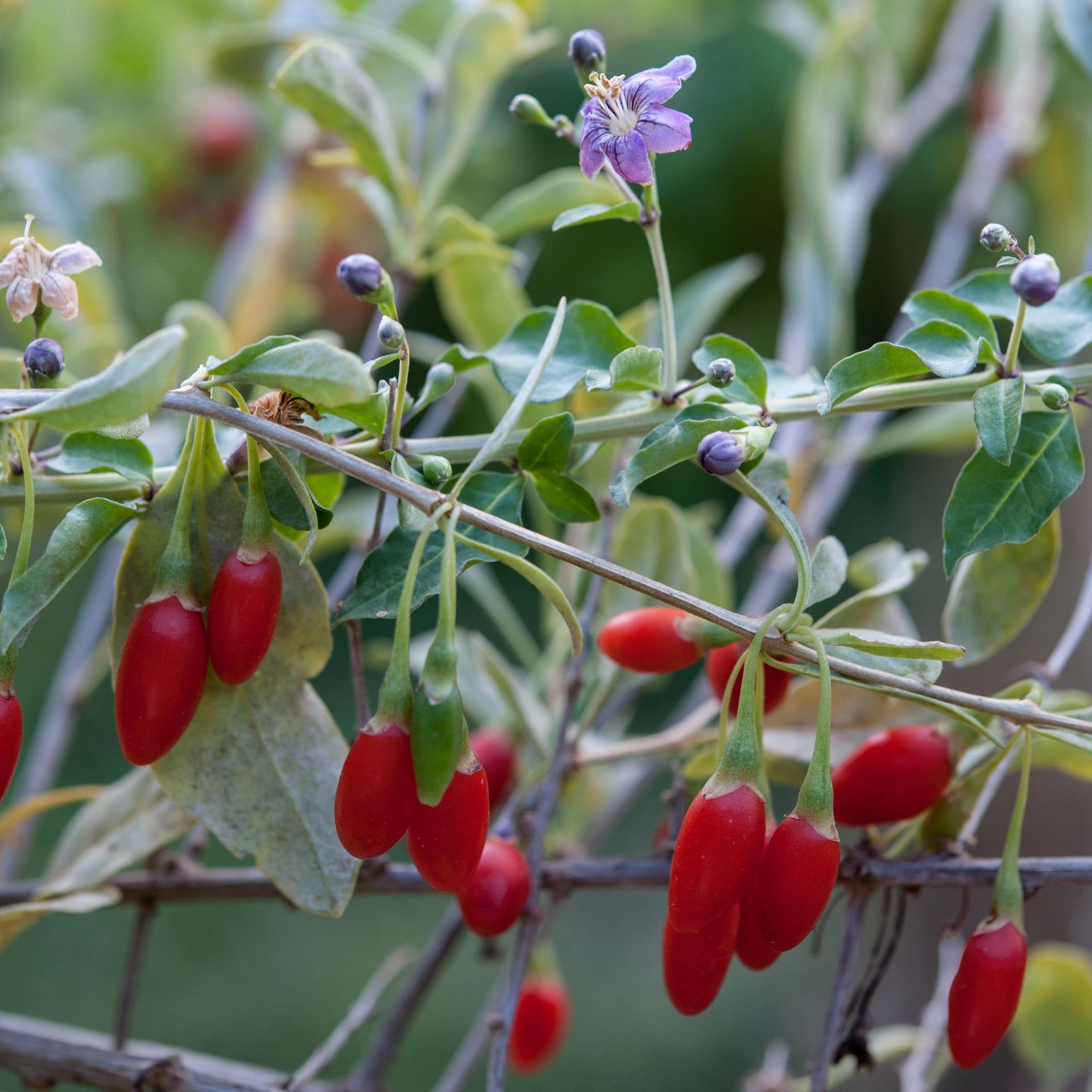 How to grow goji berries for delicious, vitamin-rich harvests | Ideal Home