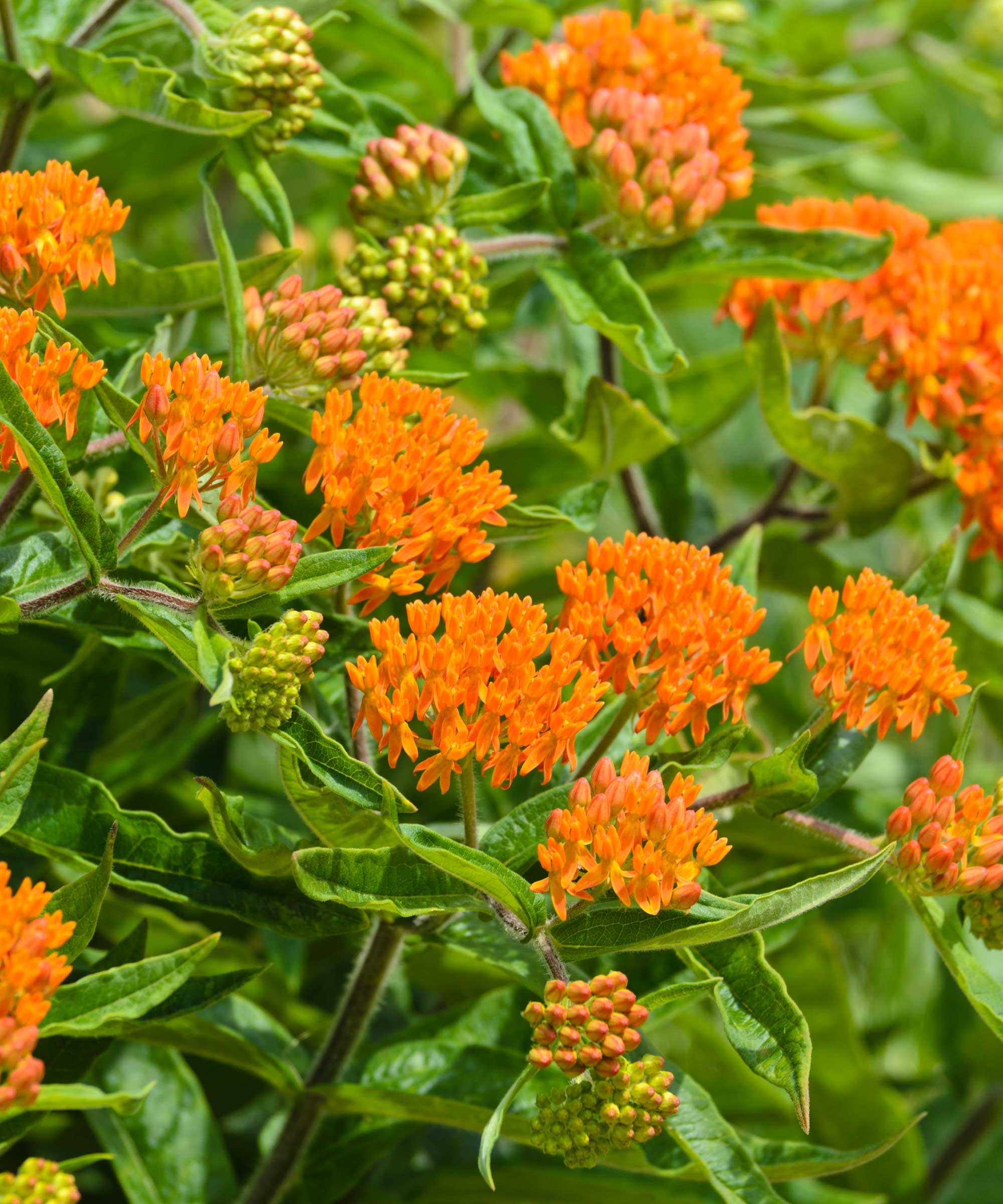 What Color Flowers Should You Plant To Attract Hummingbirds Homes 