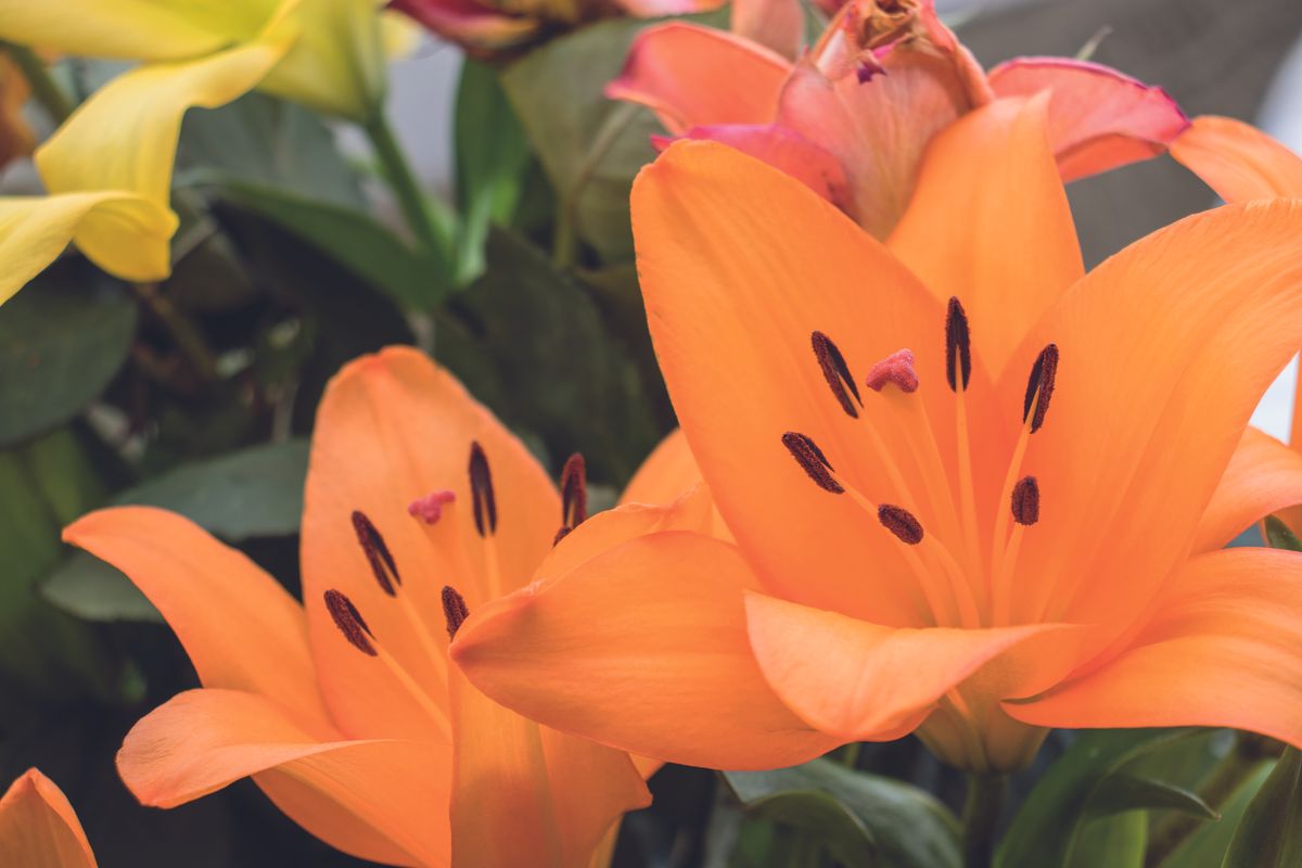 To check the EOS 77D&rsquo;s noise performance, we shot the same subject across a range of ISO settings.