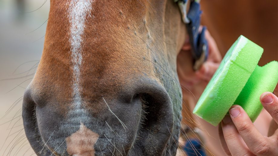 Applying fly gel to horse’s muzzle