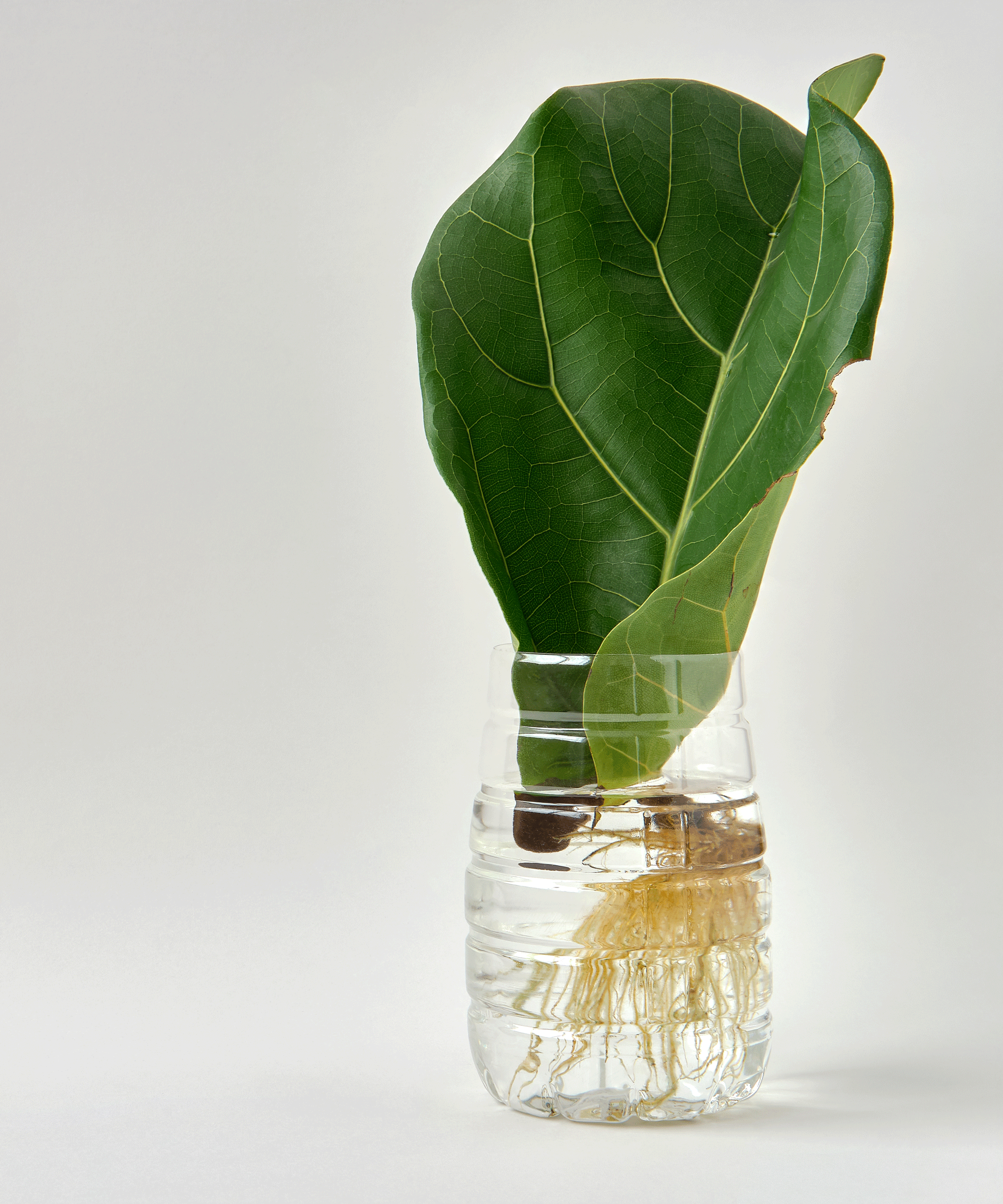 fiddle leaf fig cutting