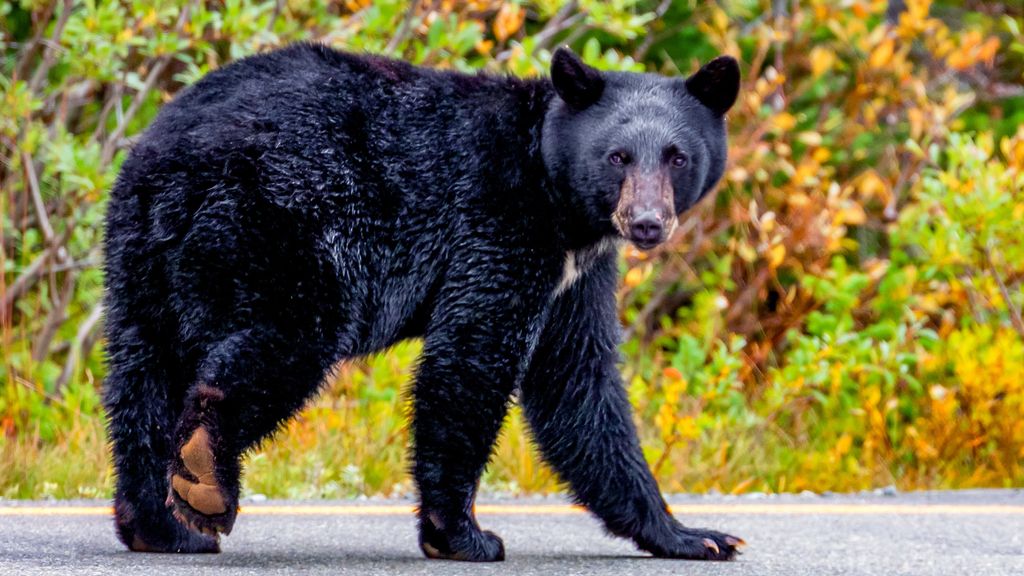California confirms first-ever fatal black bear attack on human | Advnture