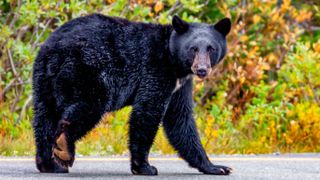 Black bear on Road Mr Rainier, Washington, USA