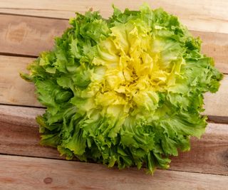 A curly endive head on a wooden background