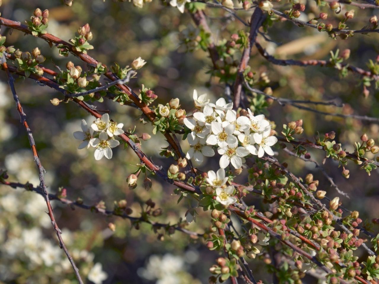 Mellow Yellow Spirea Plant