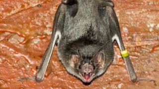 a campire bat on an orange surface shwoing its fangs